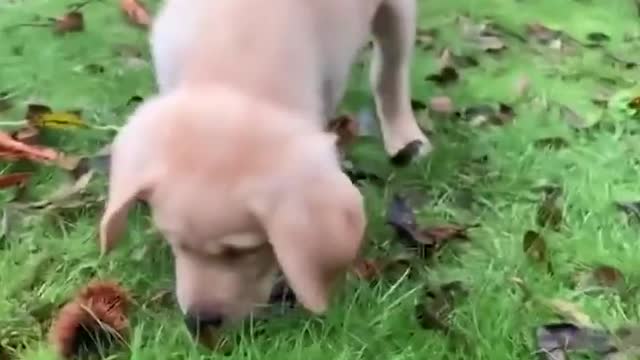 Funniest & Cutest Labrador Puppies