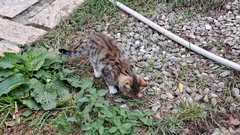 Cute kitten and cute street cat. These cats are so cute.