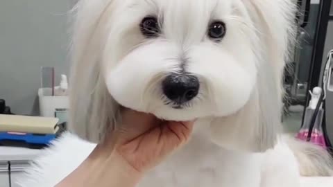 You and your little pet dog do something useful.