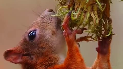 The little squirrel finally seized the perfect moment #
