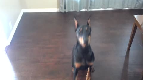 One of the Smartest Dog in the World
