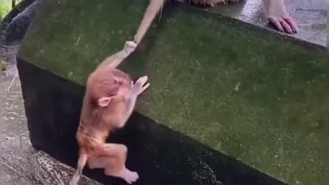 "Hilarious Animals in Action! 🐶🐱 | Best Laughs of the Week"