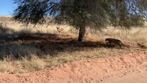 Leopard Hunts an Antelope | Leopard catches a deer | Animal Wildlife