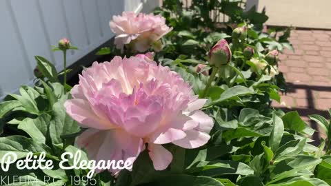 Canadian Peony Society Virtual Show