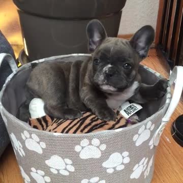 Cachorro de Bulldog Francés extremadamente feliz con nuevo balde de juguetes