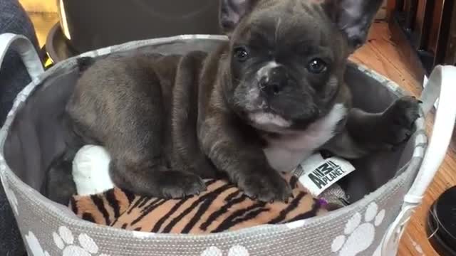 Cachorro de Bulldog Francés extremadamente feliz con nuevo balde de juguetes