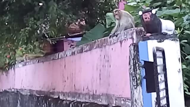 Cat vs. Monkey: Cat Attacked By Monkey In Real Fight