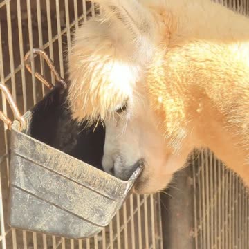 Any alpaca experts care to explain what I just witnessed?