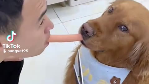 "A dog swims in the sea for the first time: an amazing adventure!"