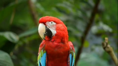 Bird Parrot Animal