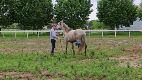 Please Do This With Your Horses! How I Desensitize A Horse To A Plastic Bag (3 Steps)