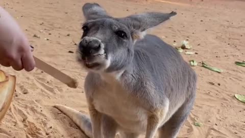 Tiger’s Eye the kangaroo reacts to peanut butter 🦘❤️🥜