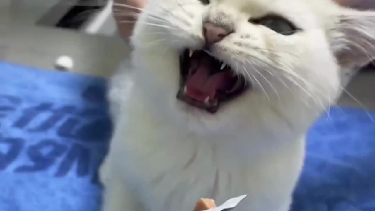 Hilarious Cat Reactions: Priceless and Purr-fect