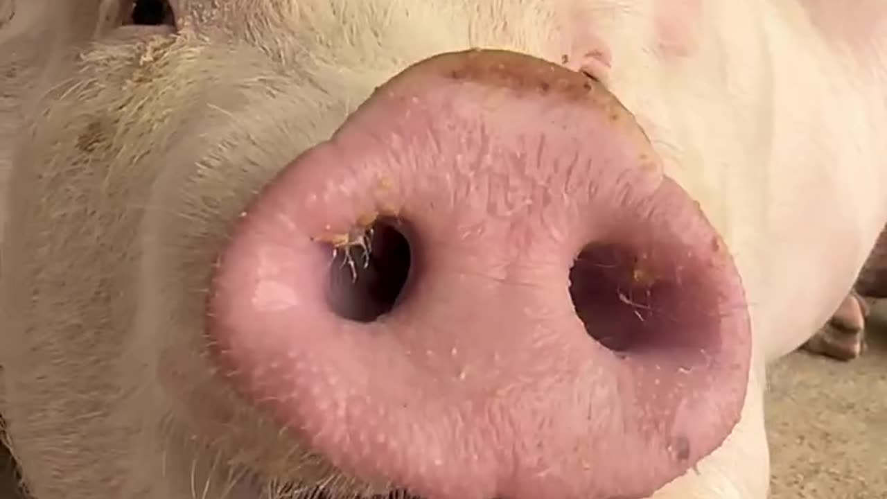 Why is this pig so doggy2 Adorable pet, pig