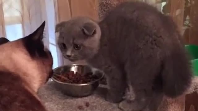 Amazing and cute cat Funny videos