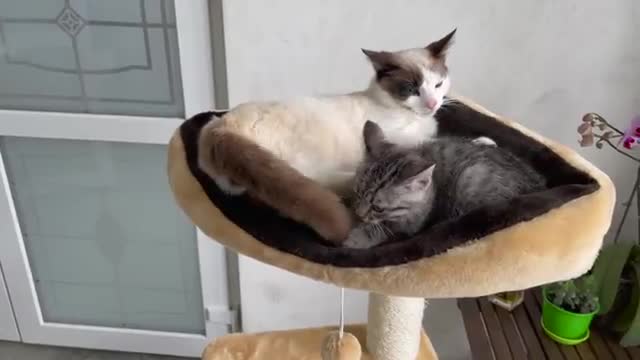 What does a Kitten do when bored