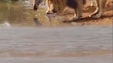 Animals fighting