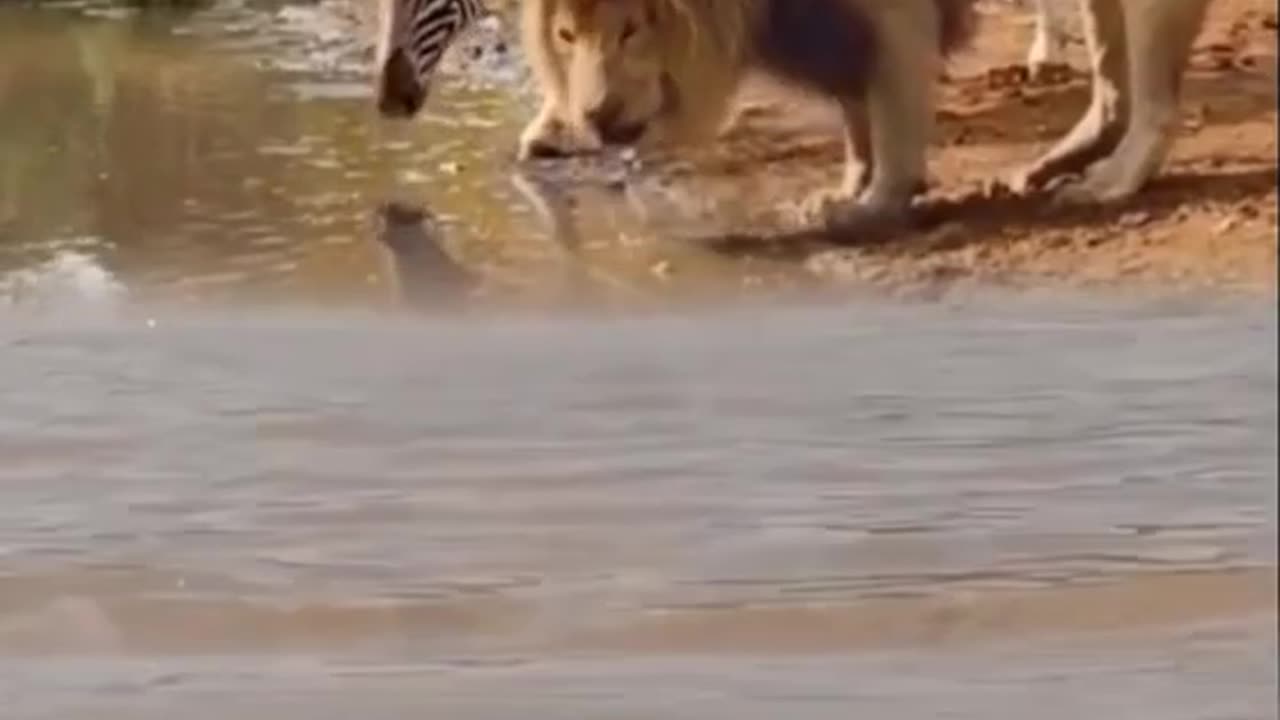 Animals fighting