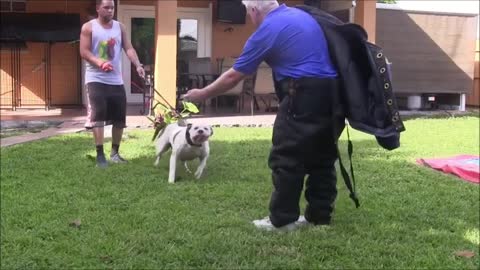 How To Make A Dog Aggressive Try This Few Step Right Away