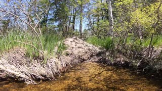 Beaver Lodge