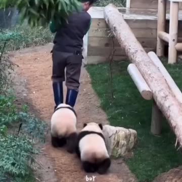 Valentine’s Day special treat for baby pandas