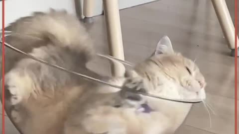 Funny Cats Part 2