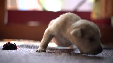 Small White Newborn Puppy