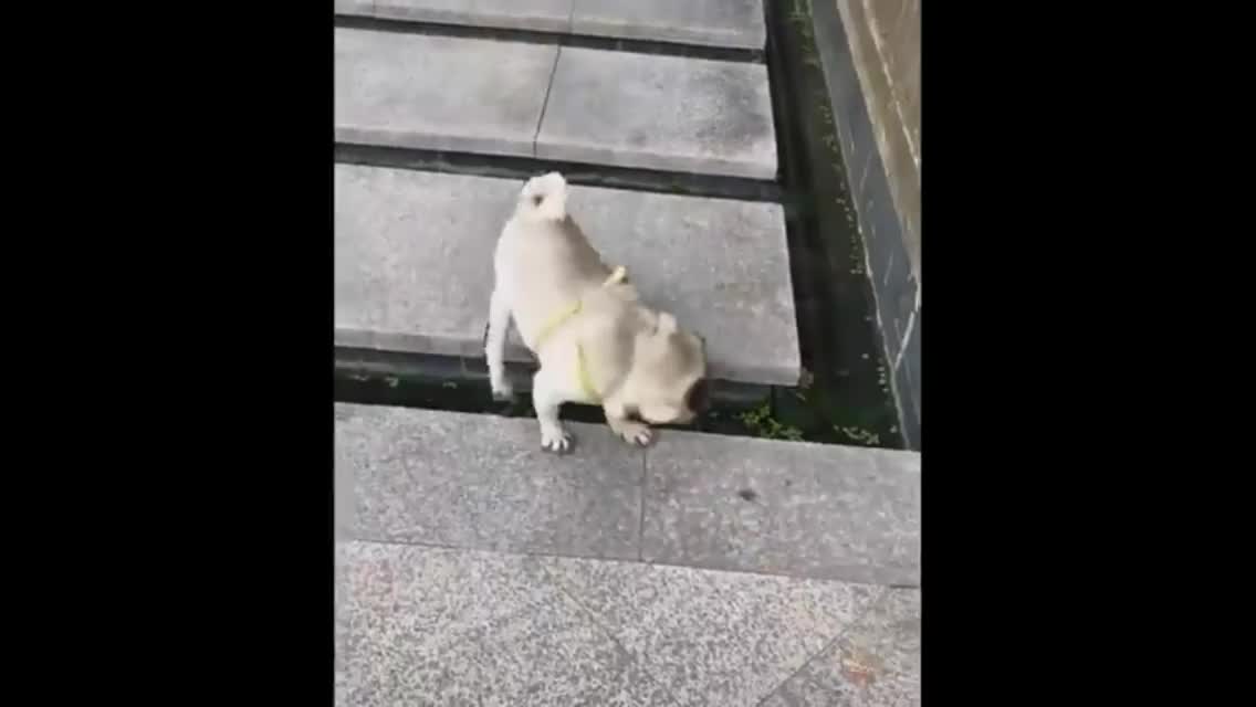 Funniest Animals - Best Of The 2022 Funny Animal Videos
