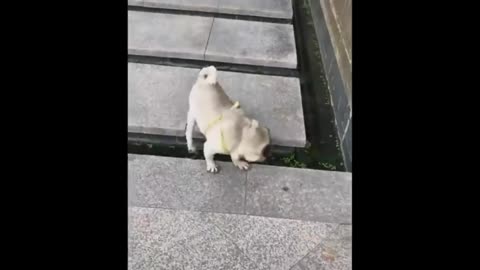 Funniest Animals - Best Of The 2022 Funny Animal Videos