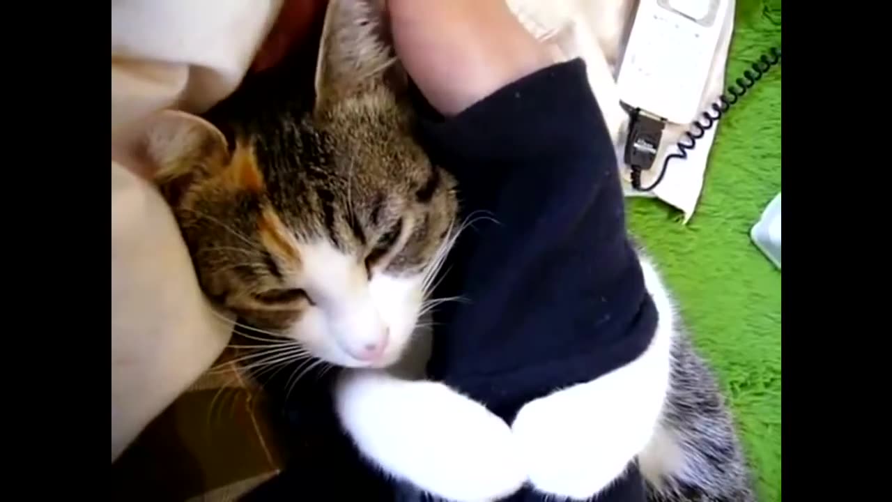 Funny Cat loving human's leg - so sweet, loving, adorable