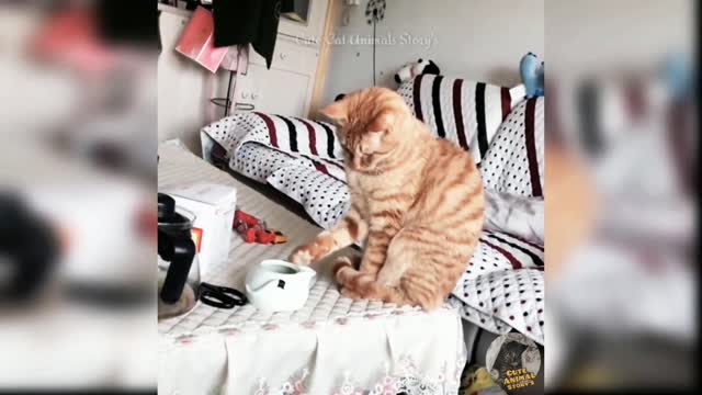 Funny Cat Compiliation [HD]