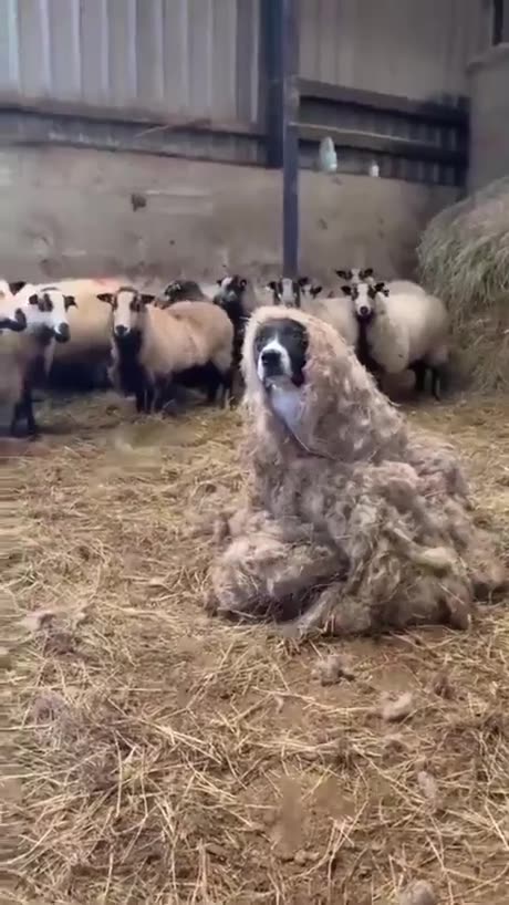 When the dog is dressed as a sheep