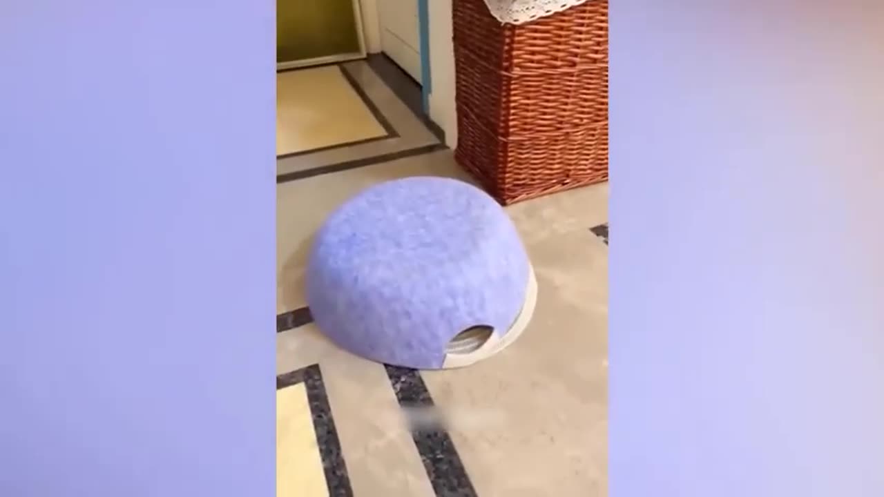 Funny video