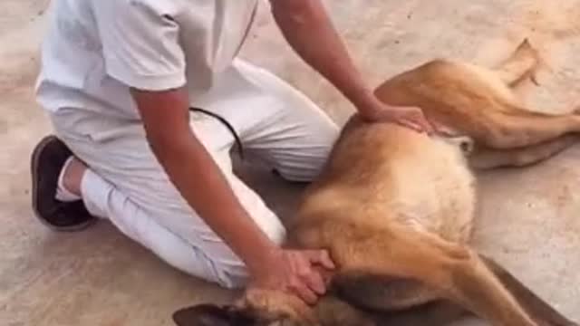 How To Tran Your Dog|Dog Training Video|Dog Sad Moment