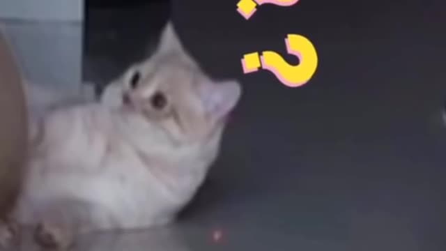 Cat play with dog, cat playing