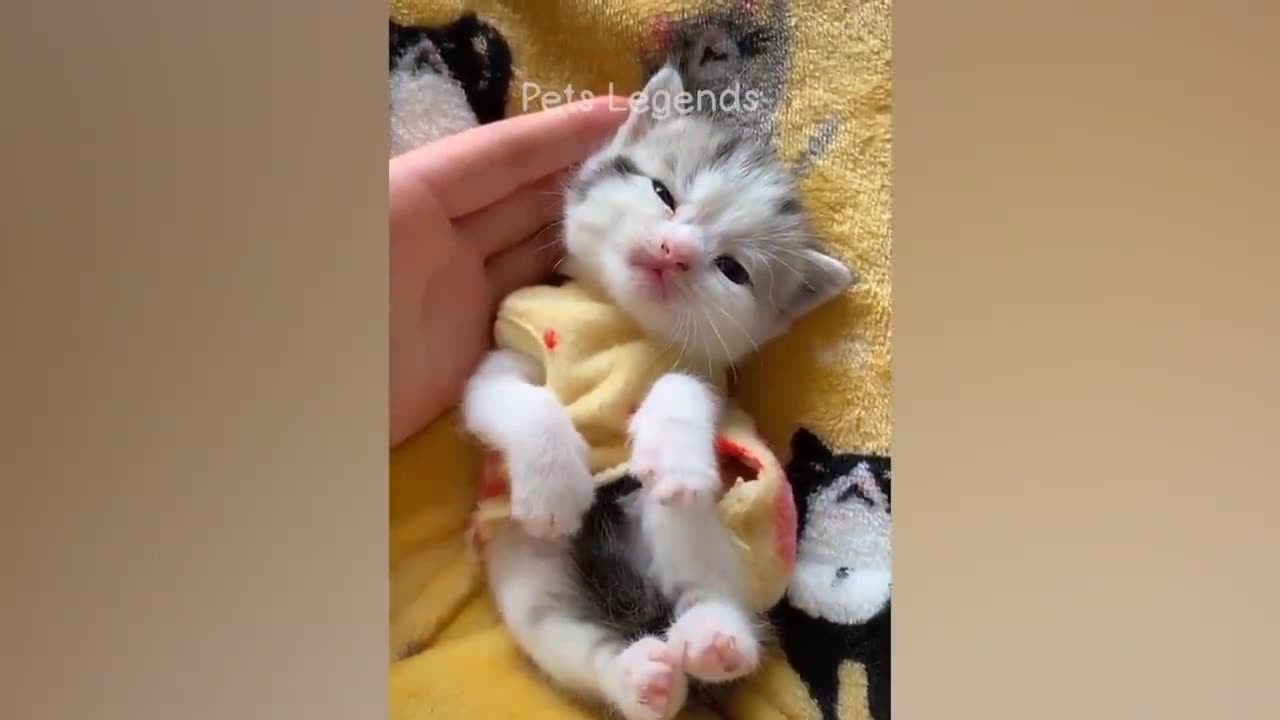 Animals.funny.video#2