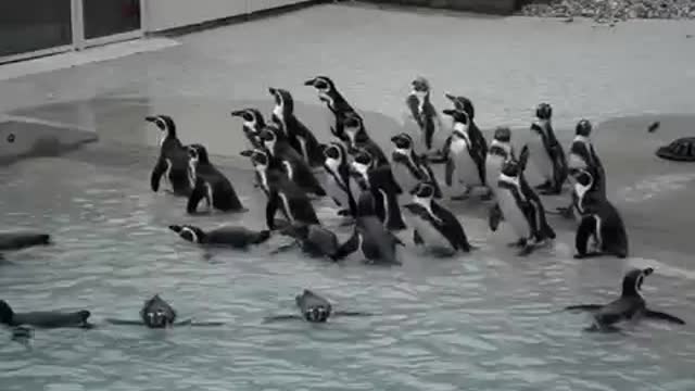 Penguins just being cute