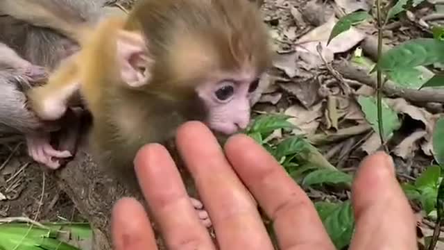 Cute baby monkey