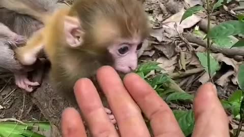 Cute baby monkey