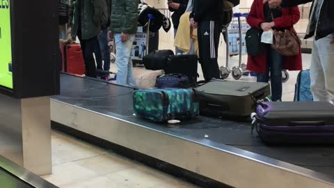 Large Pitbull Dog Confidently Travels Through Baggage Pick-Up