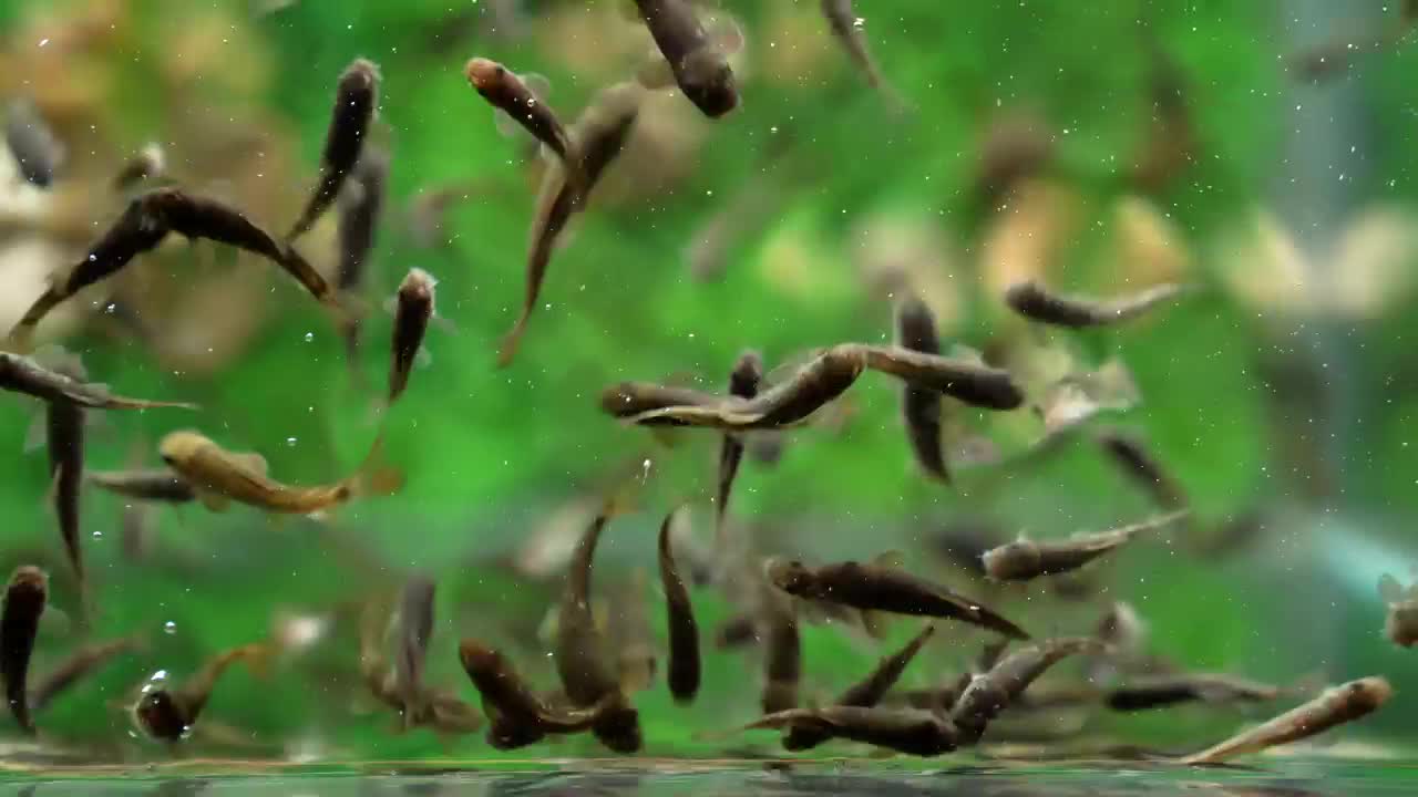 Little fishes in the aquarium