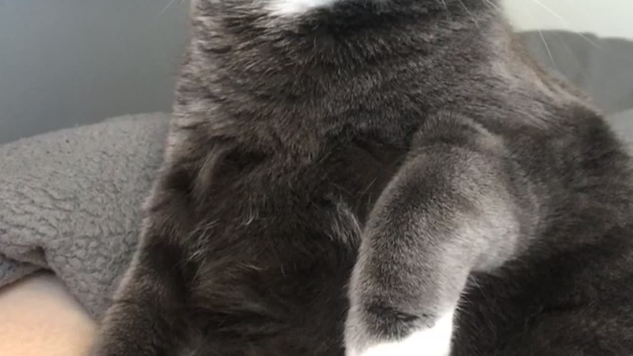 Cleaning Cat Gets Her Very Own Sound Effects