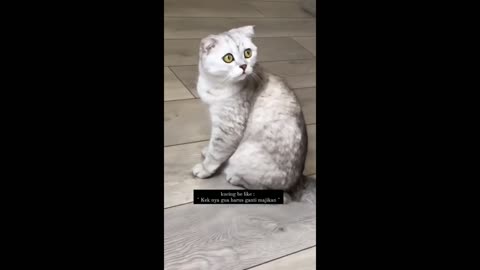 🔴 Cute and Funny Cat Videos Viral ! 🐱