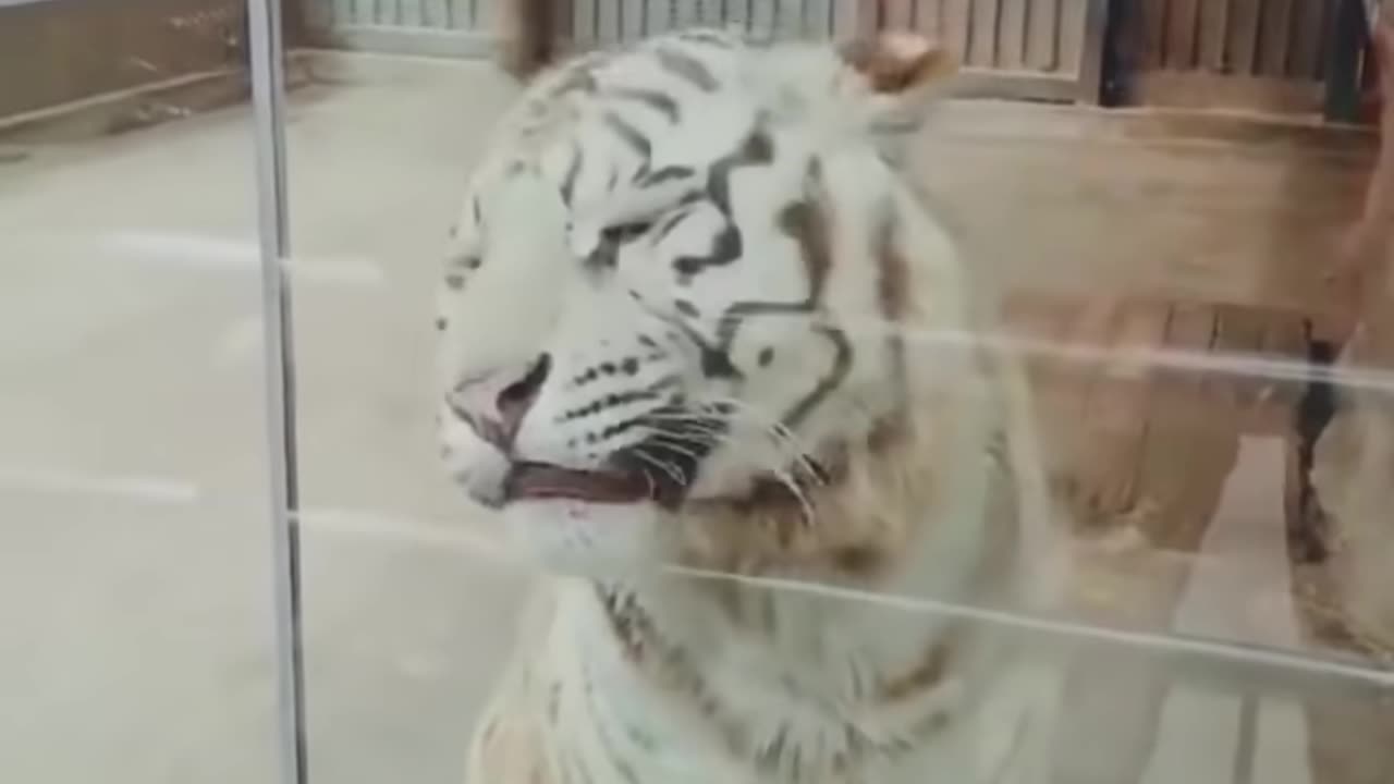 Animal funny video