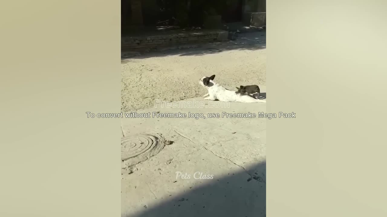 funny animals