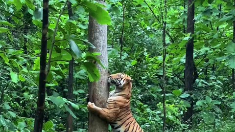 A beautiful tiger