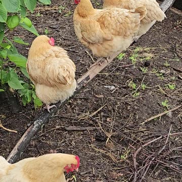 OMC! How happy chickens relax after a long day of being chickens.