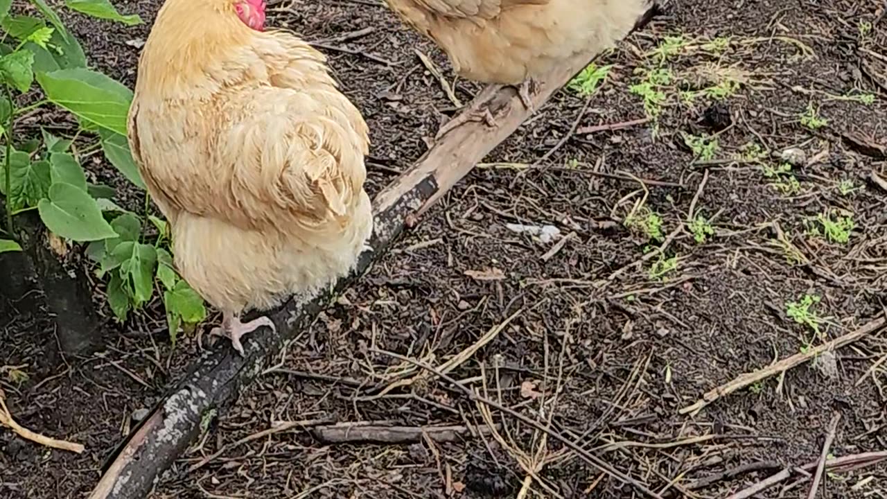 OMC! How happy chickens relax after a long day of being chickens.