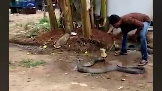 King cobra enjoys a cold shower