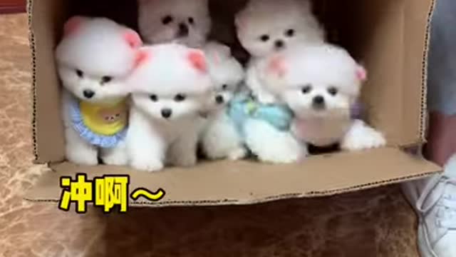 Baby Cute and Funny Dog Video